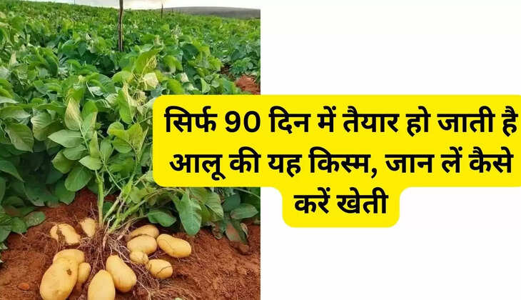 This variety of potato is ready in just 90 days, know how to cultivate it