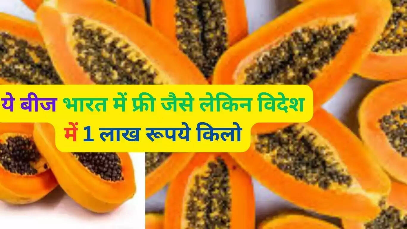 Papaya seeds provide great benefits to the body, that is why these seeds are free in India but cost Rs 1 lakh per kg abroad