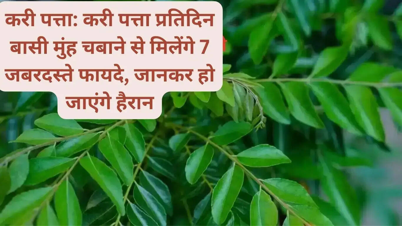 करी पत्ता प्रतिदिन बासी मुंह चबाने से मिलेंगे 7 जबरदस्ते फायदे, जानकर हो जाएंगे हैरानˎ “ ˈ करी पत्ता प्रतिदिन बासी मुंह चबाने से मिलेंगे 7 जबरदस्ते फायदे, जानकर हो जाएंगे हैरानˎ “ ˈ