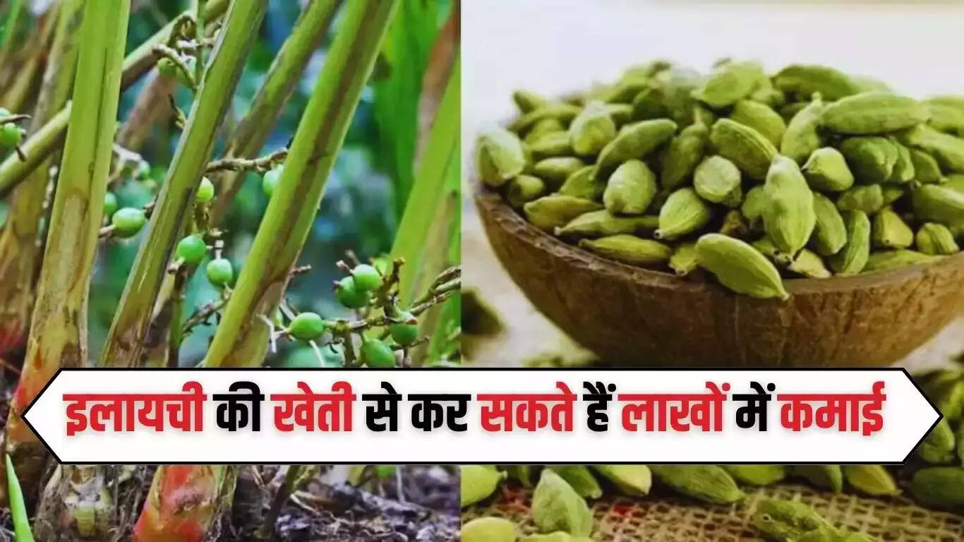 You can earn millions by cultivating cardamom, just do this work