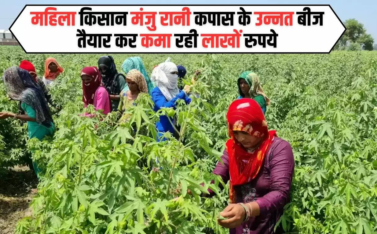 हरियाणा की महिला किसान मंजु रानी कपास के उन्नत बीज तैयार कर कमा रही लाखों रुपये, दूसरी महिलाओं को दे रही है रोजगार