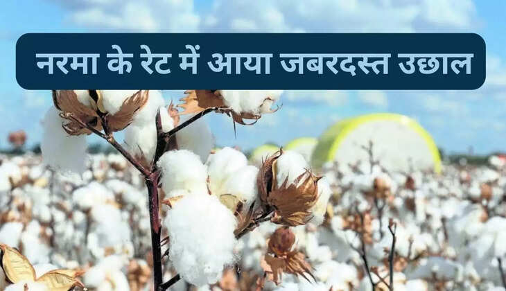  There has been a big increase in the rates of Narma, know the latest rates of Narma in the major markets of Haryana and Rajasthan