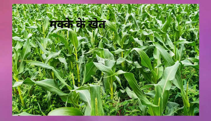 मक्के के खेत