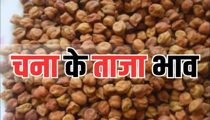 चना के ताजा भाव : मंडियों में इस हिसाब से बिका चना, कहीं मंदी तो कहीं तेज 