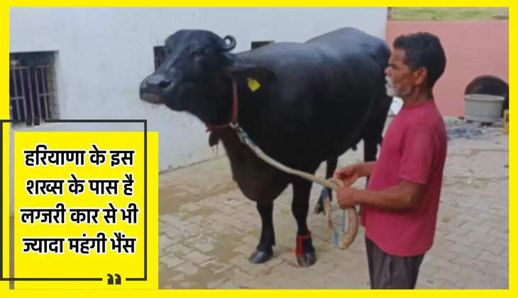  हरियाणा के इस शख्स के पास है लग्जरी कार से भी ज्यादा महंगी भैंस, कीमत जान उड़ जाएंगे होश