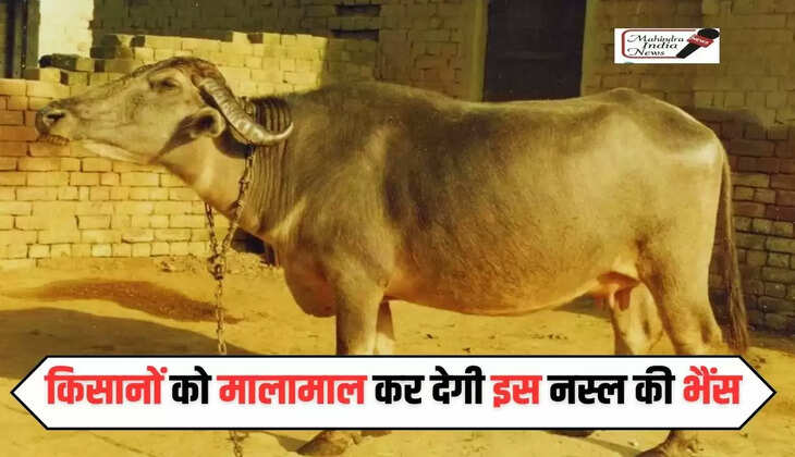 Buffalo Farming: किसानों को मालामाल कर देगी इस नस्ल की भैंस, एक ही बार में भर जाएगी दूध की बाल्टी