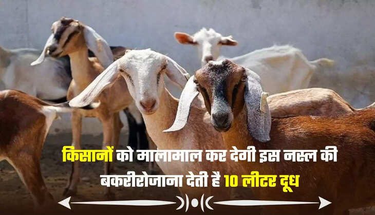 किसानों को मालामाल कर देगी इस नस्ल की बकरी, रोजाना देती है 10 लीटर दूध