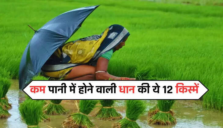 कम पानी में होने वाली धान की ये 12 किस्में, किसानों की आय के साथ बढ़ाएगी पैदावार 