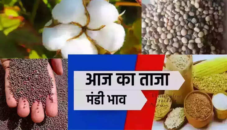 Narma, cotton, mustard and guar were sold at this rate in Sirsa grain market of Haryana on 27 March 2025