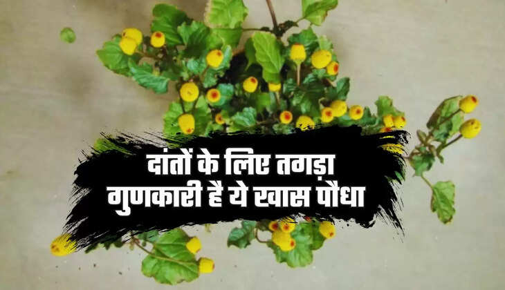  दांतों के लिए तगड़ा गुणकारी है ये खास पौधा, करता है शरीर में इतने फायदे 