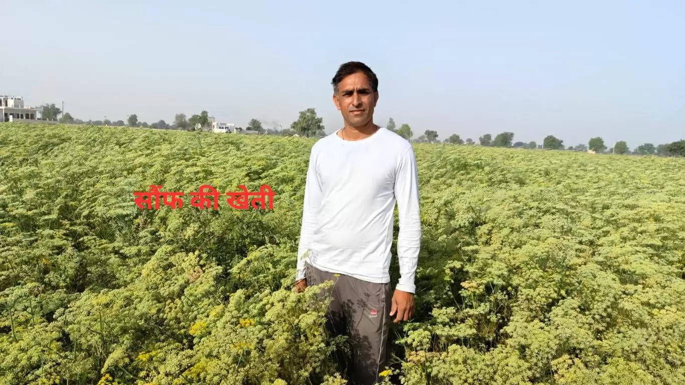  हरियाणा के किसान सतबीर सिंह ने यूट्यूब पर वीडियो देखकर शुरू की सौंफ की खेती, अब ले रहा है मुनाफा