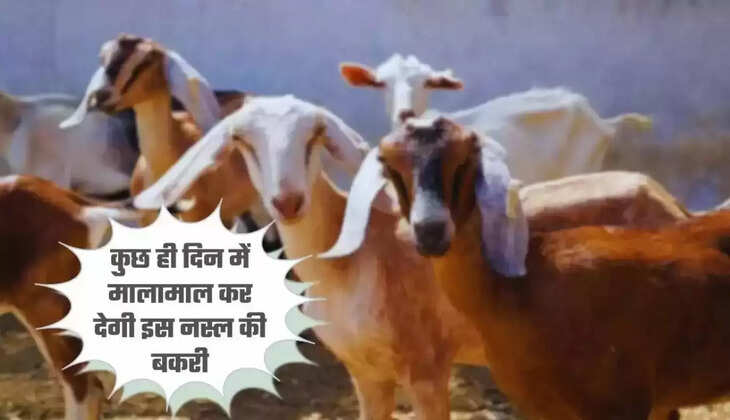 कुछ ही दिन में लखपति बना देगी इस नस्ल की बकरी, होगी मोटी कमाई, पड़ौसी हो जाएंगे हैरान