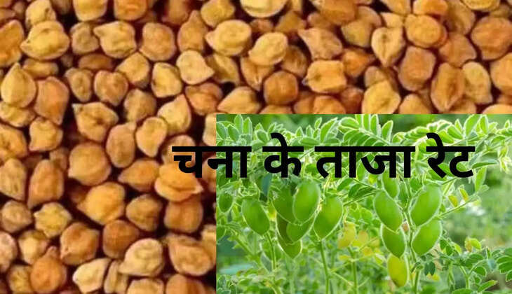  चना का ताजा रेट: चना के रेट में आया उछाल, अनाज मंडियों में 2 मई 2024 को इस हिसाब से बिका चना
