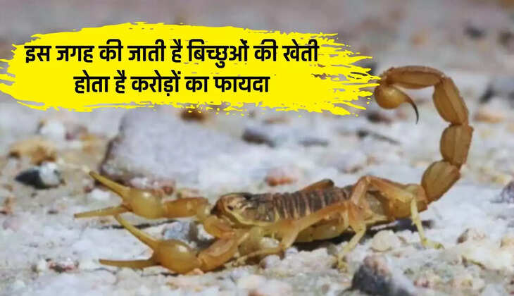  इस जगह की जाती है बिच्छुओं की खेती, सुनकर हो जाएंगे हैरान होता है करोड़ों का फायदा