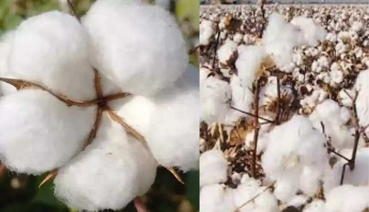 नरमा के रेट में तेजी, हरियाणा की अनाज मंडियों में नरमा के ताजा भाव