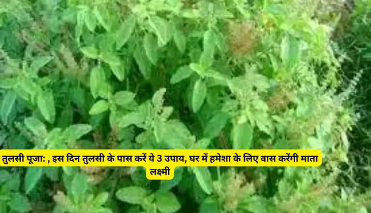  तुलसी पूजा: आज के दिन करें तुलसी पूजा, इस दिन तुलसी के पास करें ये 3 उपाय, घर में हमेशा के लिए वास करेंगी माता लक्ष्मी