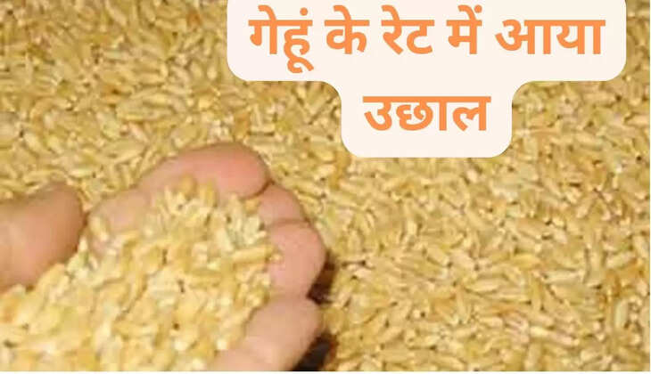  हरियाणा, राजस्थान, यूपी सहित अन्य प्रदेशें की अनाज मंडियों में आज का गेहूं का ताजा रेट