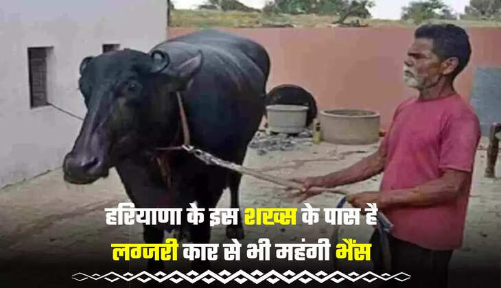  This person from Haryana has a buffalo more expensive than a luxury car, you will be surprised to know the rate