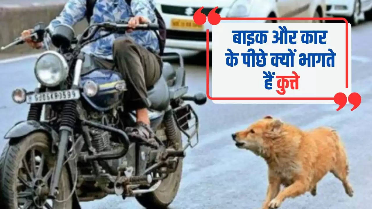  Fact News: बाइक और कार के पीछे क्यों भागते हैं कुत्ते, वजह जानकर सिर पकड़ लेंगे आप