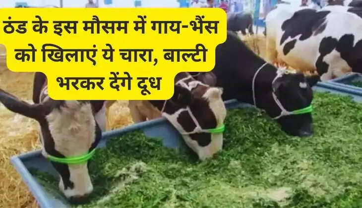 Feed this fodder to cows and buffaloes in the cold season, there will be no shortage of milk