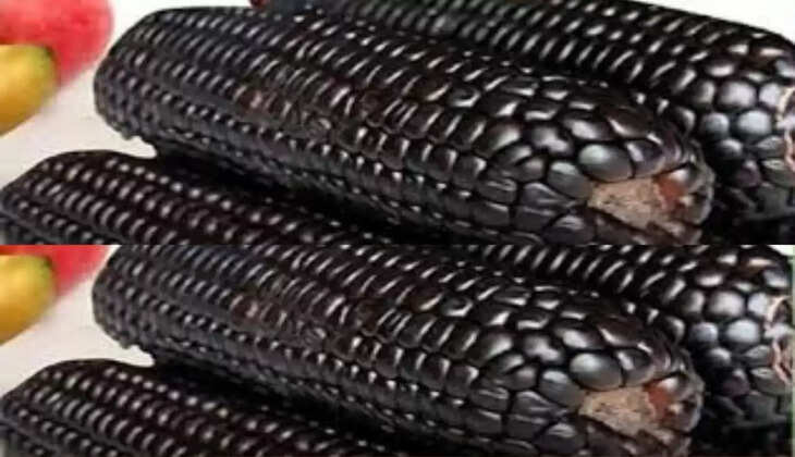 Black maize cultivation is more profitable than red and yellow maize, bumper crop brings good income