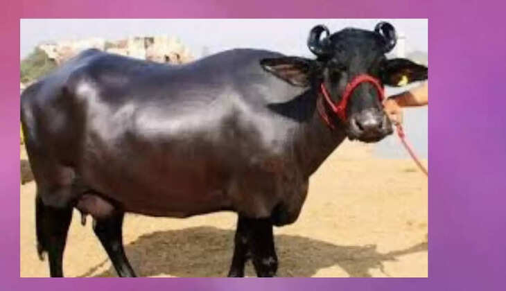 पशु पालकों