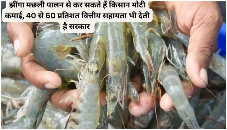 झींगा मछली पालन से कर सकते हैं किसान मोटी कमाई, 40 से 60 प्रतिशत वित्तीय सहायता भी देती है सरकार 