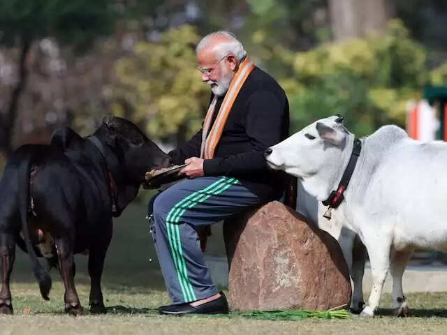 Narendra Modi with Punganur Cow