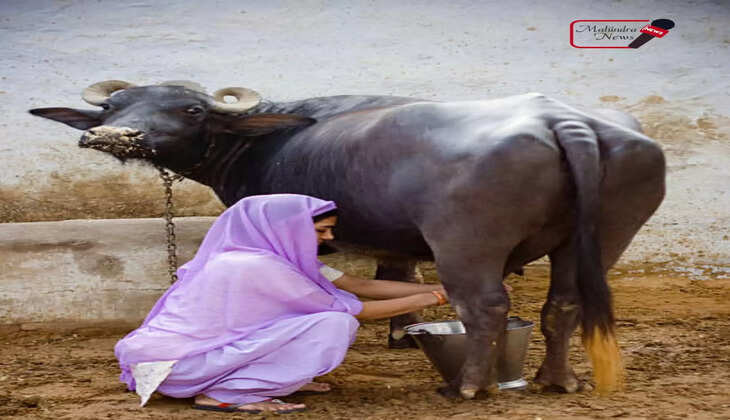 हरियाणा पंजाब में इन भैंस की है खास डिमांड 