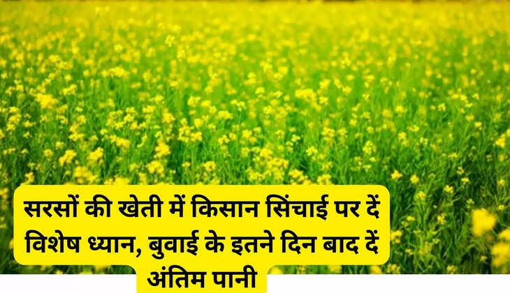 Farmers should pay special attention to irrigation in mustard cultivation, give last water after so many days of sowing