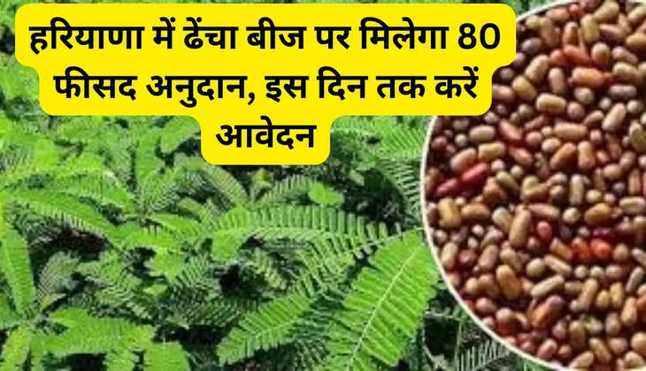 हरियाणा में ढेंचा बीज पर मिलेगा 80 फीसद अनुदान, इस दिन तक करें आवेदन