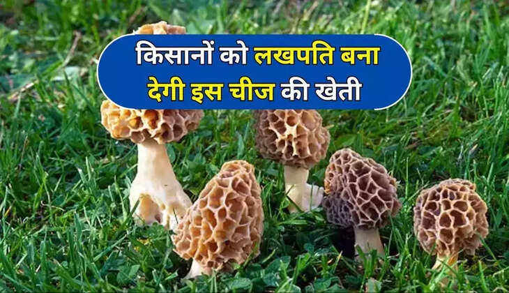 Cultivation of this thing will make farmers wealthy, the cost will be very low