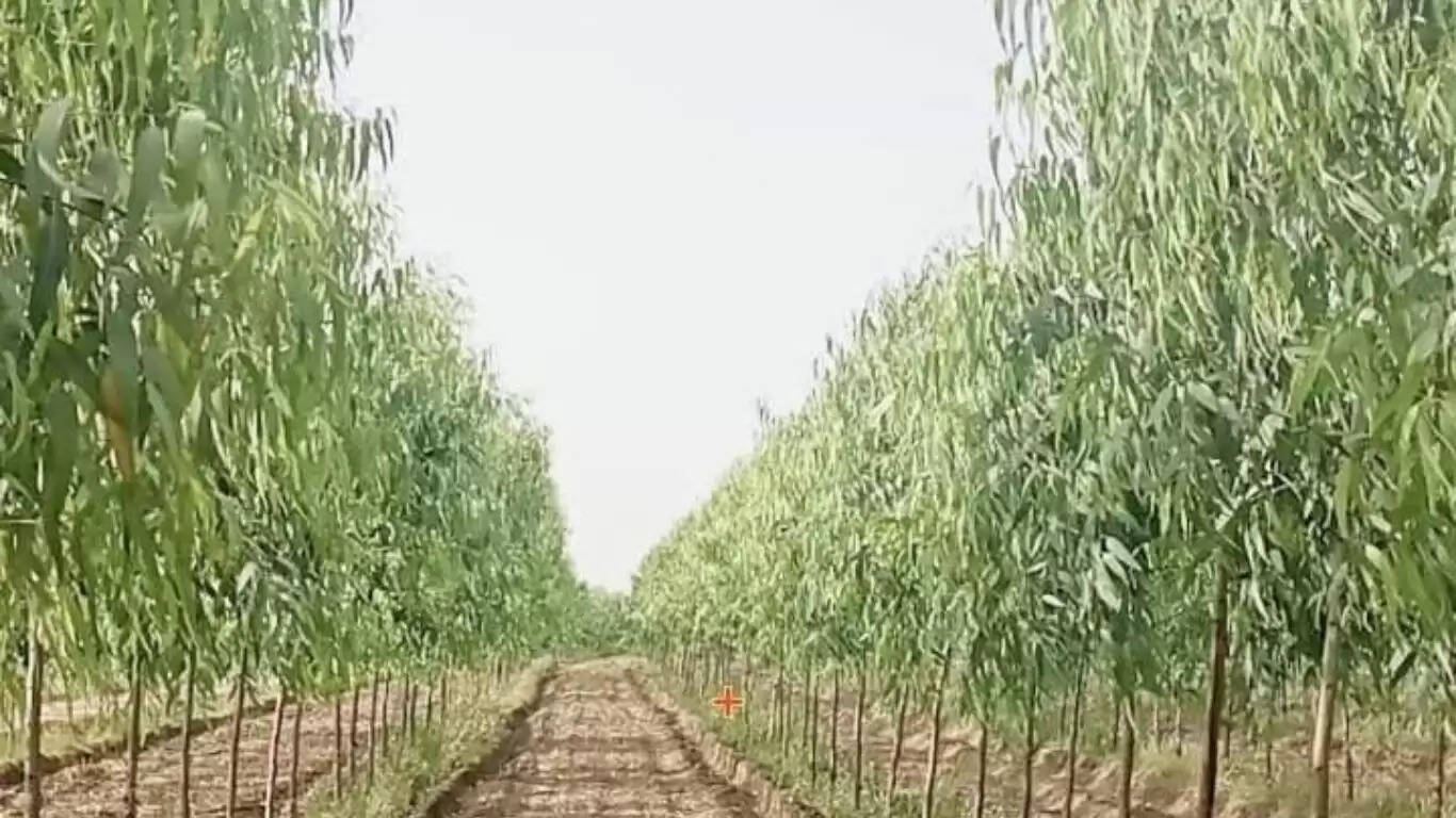 Clone Safeda will be planted in 800 hectares of Sirsa district, farmers will benefit, know full details