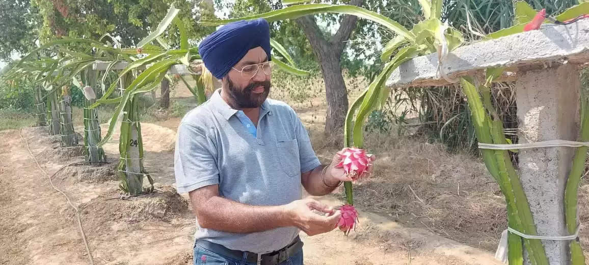 हरियाणा के सिरसा का किसान गुरशरण सिंह ड्रैगन फ्रूट की खेती कर कमा रहा है लाखों रुपये 