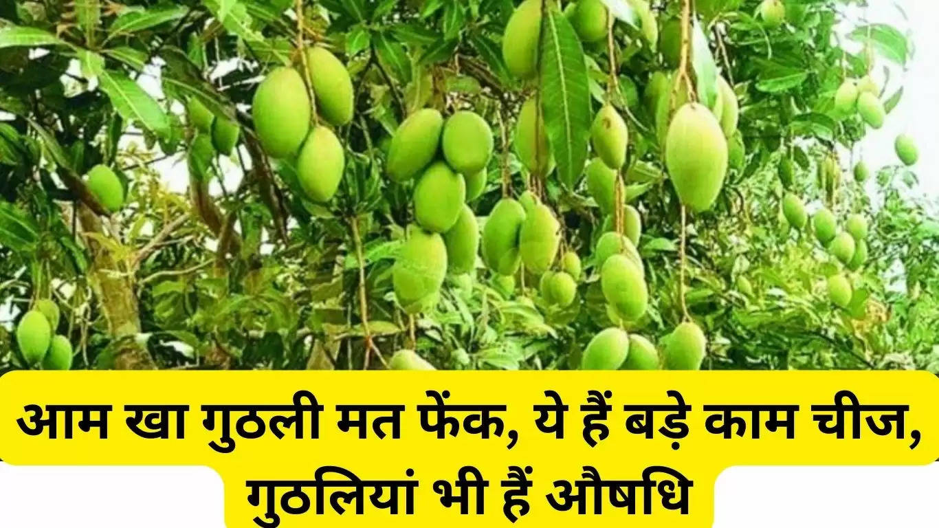 Do not throw away the mango seeds, these are very useful things, the seeds are also medicine, the treatment of this disease is effective, it will also bring glow on your face