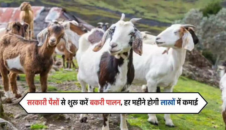 Business Idea: सरकारी पैसों से शुरू करें बकरी पालन, हर महीने होगी लाखों में कमाई
