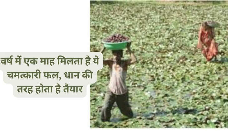 वर्ष में एक माह मिलता है ये चमत्कारी फल, धान की तरह होता है तैयार