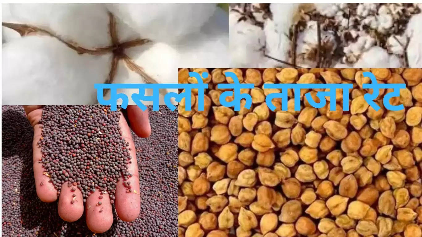 फसलों के ताजा भाव: हरियाणा में सिरसा अनाज मंडी में & मई 2024 नरमा, कपास, सरसों व ग्वार इस रेट बिके