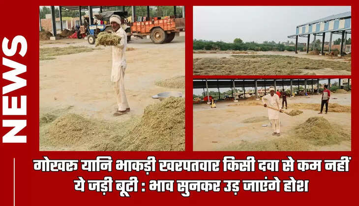  Gokhru : गोखरू यानि भाकड़ी खरपतवार किसी दवा से कम नहीं ये जड़ी बूटी, भाव सुनकर उड़ जाएंगे होश 