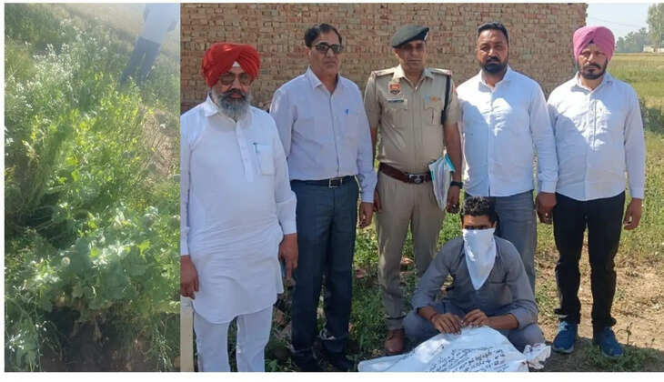 In this village of Sirsa, a person was caught with green opium plants from the vegetable garden in his house