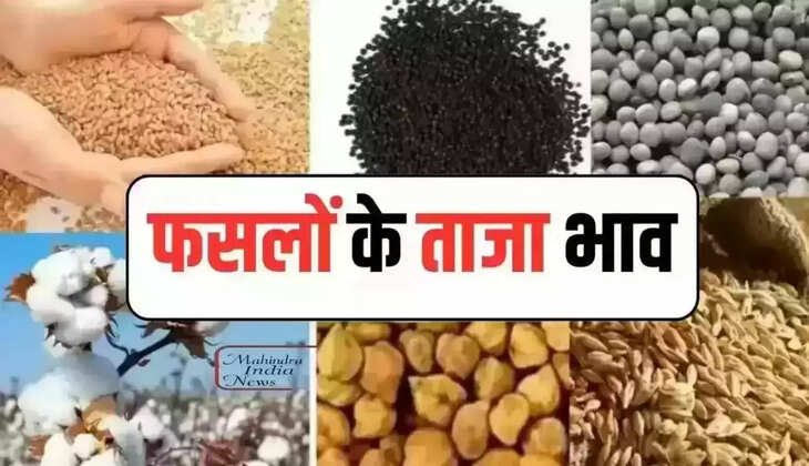  हरियाणा की फेमस सिरसा अनाज मंडी में 11 जून को नरमा, कपास, सरसों व ग्वार इस रेट से बिका