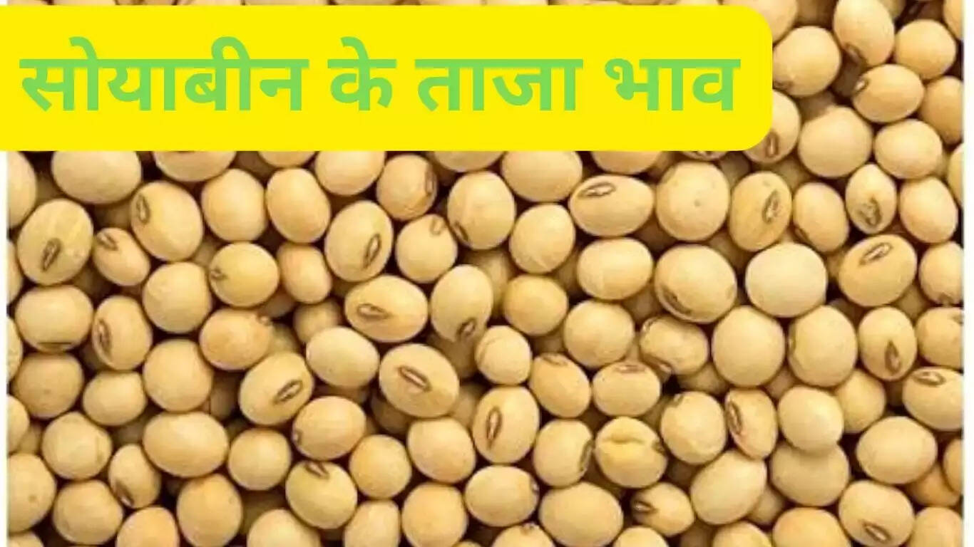 Latest Soybean Rates: Soybean prices have increased in the markets, Soybean is being sold at this rate