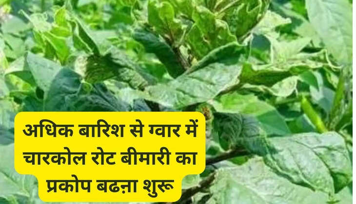   हरियाणा के इन क्षेत्रों में अधिक बारिश से ग्वार में चारकोल रोट बीमारी का प्रकोप बढ़ना शुरू: डॉ. यादव