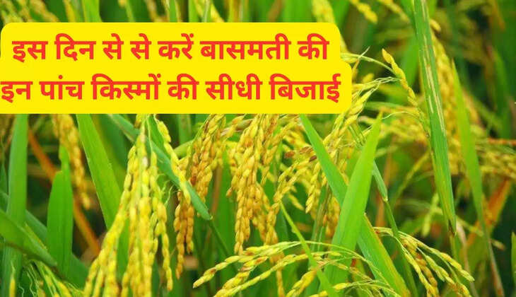 इस दिन से से करें बासमती की इन पांच किस्मों की सीधी बिजाई