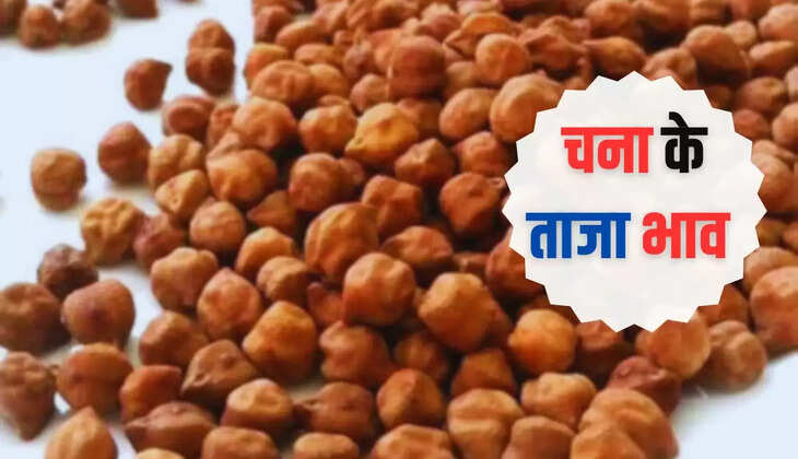  हरियाणा, राजस्थान, यूपी सहित अन्य प्रदेशों की अनाज मंडियों में 11 जून 2024 इस रेट से बिका चना