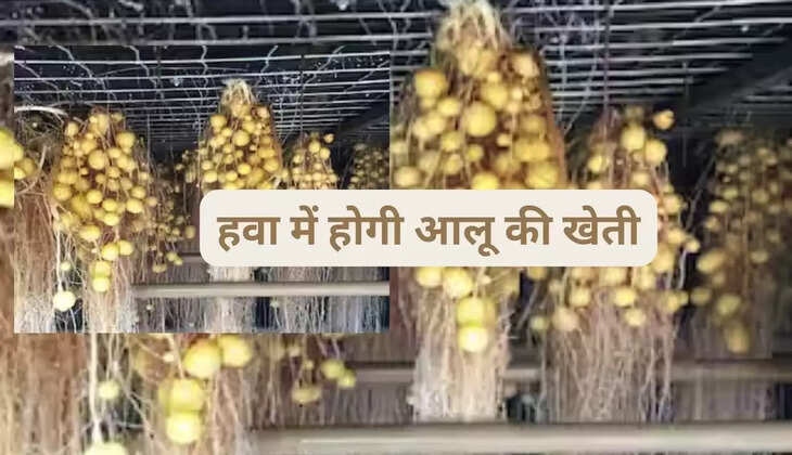 हवा में होगी आलू की खेती