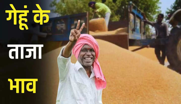  Latest Wheat Price: हरियाणा, राजस्थान, गुजरात सहित अन्य प्रदेशों की अनाज मंडियों में इस रेट से बिक रहा है गेहूं