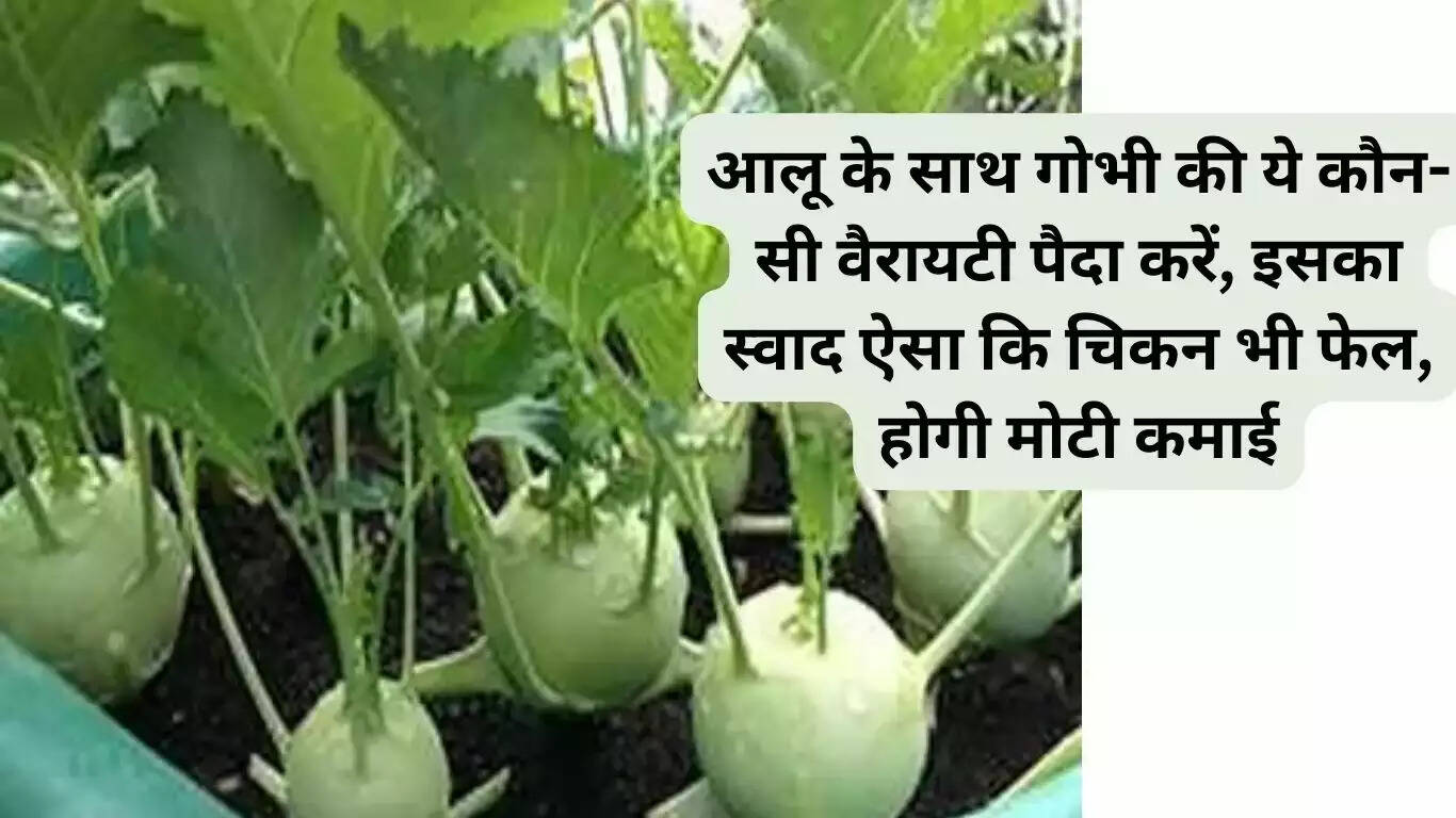 Plant this variety of cabbage with potatoes, its taste is such that even chicken fails, you will earn big money