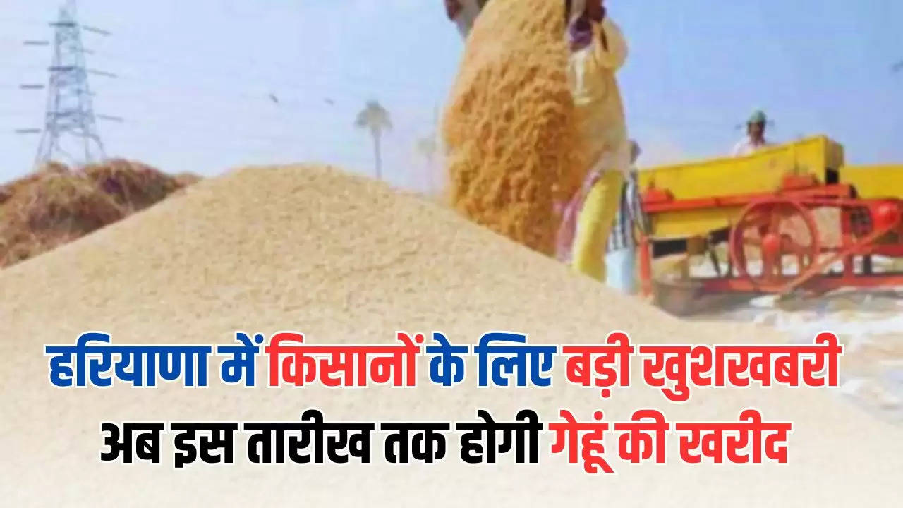  Haryana News: हरियाणा में किसानों के लिए खुशखबरी, अब इस तारीख तक होगी गेहूं की खरीद