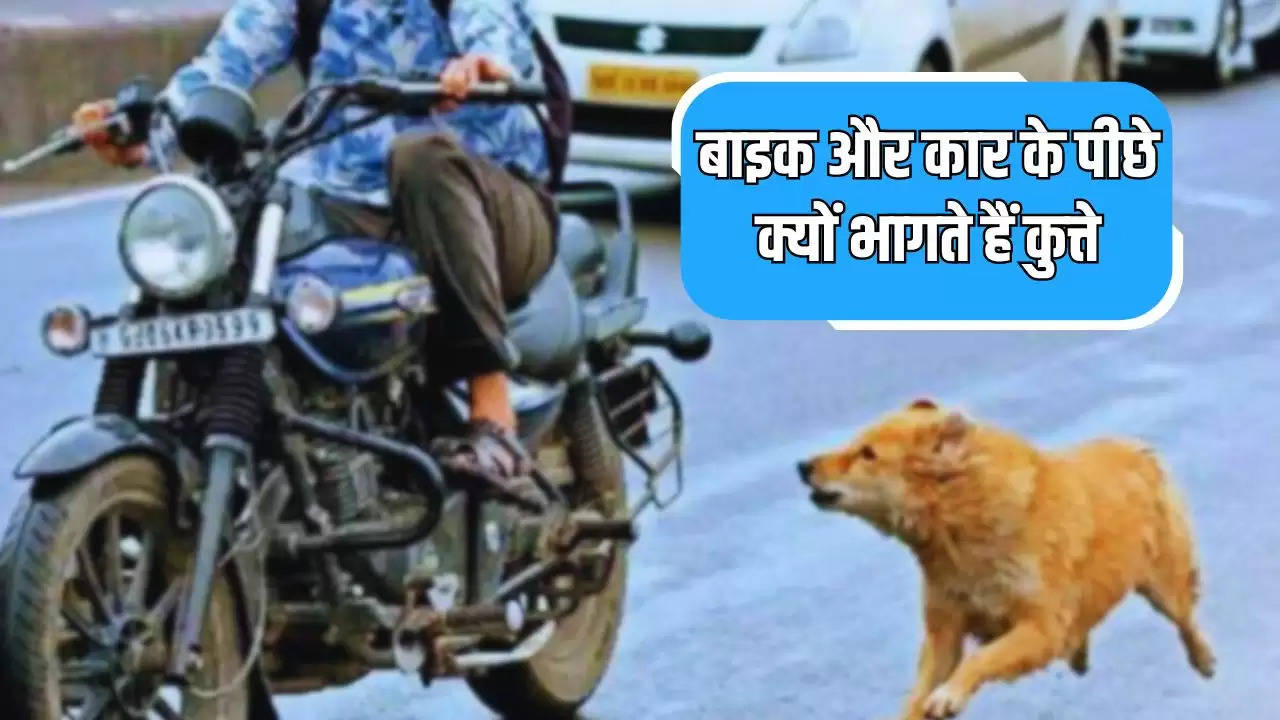  Fact News: बाइक और कार के पीछे क्यों भागते हैं कुत्ते, वजह जानकर सिर पकड़ लेंगे आप